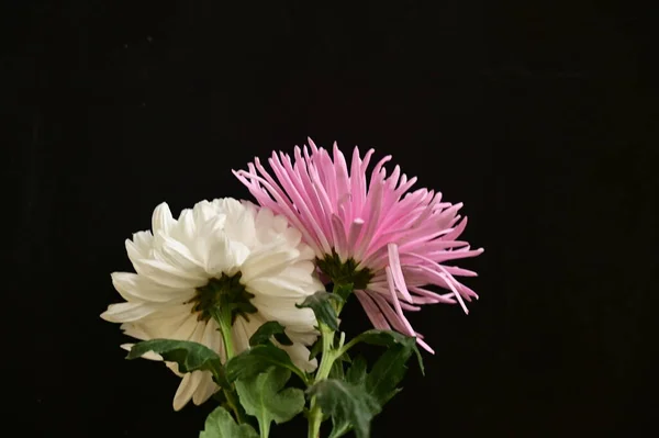 Szép Őszi Virágok Közelről — Stock Fotó