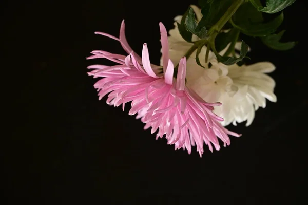 Güzel Sonbahar Çiçekler Yakın Çekim — Stok fotoğraf