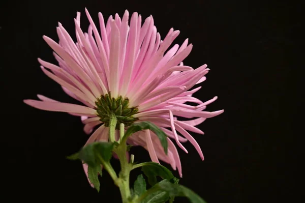 Красиві Ніжні Рожеві Квіти Темному Фоні — стокове фото