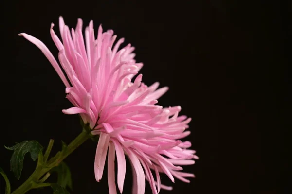 Piękne Przetargu Różowe Kwiaty Ciemnym Tle — Zdjęcie stockowe