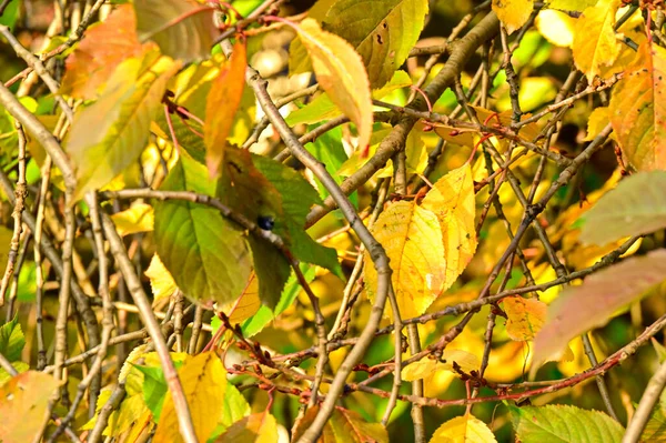 Sarı Ağaç Dalları Altın Sonbahar Mevsimi Konsepti — Stok fotoğraf
