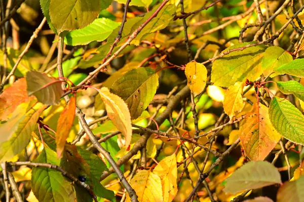 Galhos Árvores Amarelas Conceito Temporada Outono Dourado — Fotografia de Stock