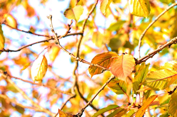Ветви Желтых Деревьев Концепция Золотого Осеннего Сезона — стоковое фото
