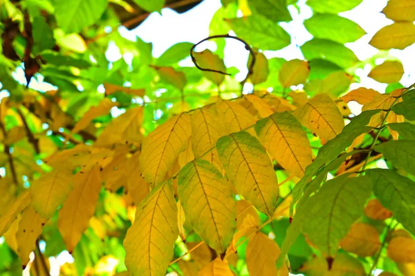 Galhos Árvores Amarelas Conceito Temporada Outono Dourado — Fotografia de Stock