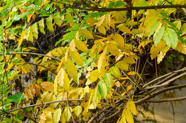 黄树枝条 金秋季节概念 — 图库照片