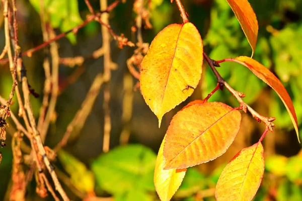 Gelbe Äste Goldener Herbst — Stockfoto
