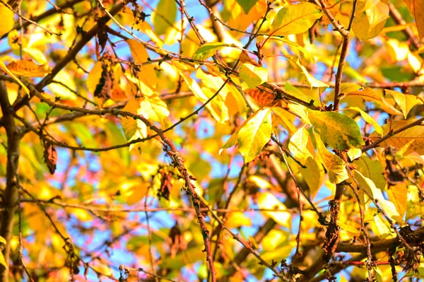 Gelbe Äste Goldener Herbst — Stockfoto