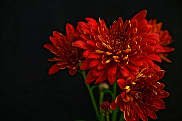 Szép Őszi Virágok Közelről — Stock Fotó