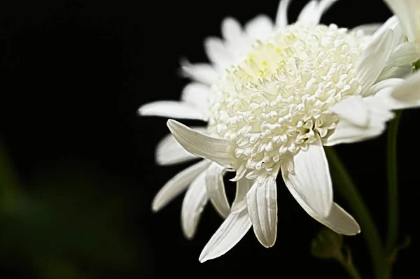 Закрыть Красивый Цветок Хризантемы — стоковое фото
