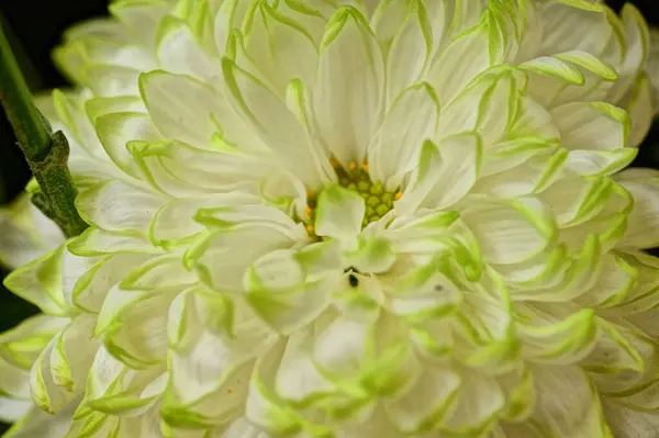 Zbliżenie Piękny Kwiat Chryzantemy — Zdjęcie stockowe