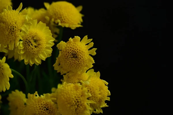 stock image beautiful yellow flowers on the dark background