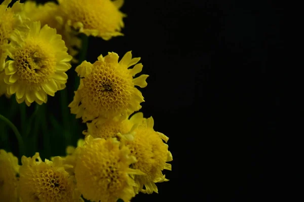 Smukke Gule Blomster Den Mørke Baggrund - Stock-foto