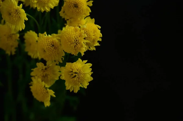 Mooie Gele Bloemen Donkere Achtergrond — Stockfoto