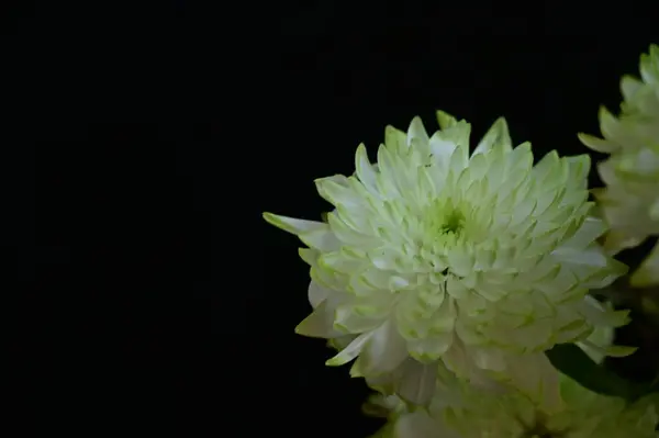 Hermosas Flores Crisantemo Cerca —  Fotos de Stock