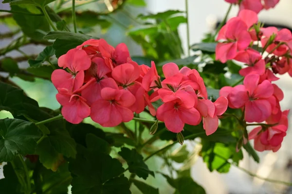 Belas Flores Vermelhas Crescendo Jardim — Fotografia de Stock