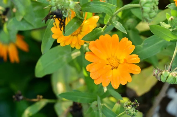 庭で育つ美しいオレンジの花 — ストック写真