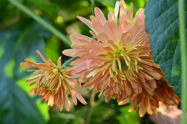 Belles Fleurs Tendres Chrysantemum Poussant Dans Jardin — Photo