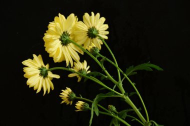 Koyu arkaplanda güzel sarı çiçekler