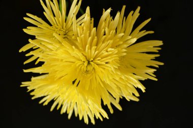 Koyu arkaplanda güzel sarı çiçekler