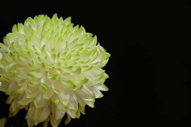 Koyu arkaplanda güzel kasımpatı çiçekleri