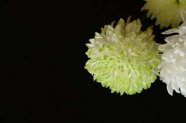 Koyu arkaplanda güzel kasımpatı çiçekleri