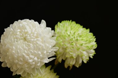 Koyu arkaplanda güzel kasımpatı çiçekleri