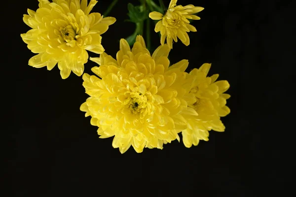Belas Flores Amarelas Fundo Escuro — Fotografia de Stock