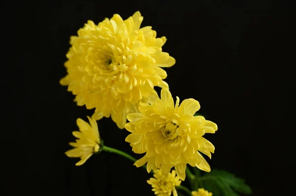 Stock image beautiful yellow flowers on the dark background