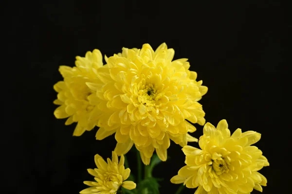 stock image beautiful yellow flowers on the dark background