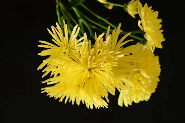 Belas Flores Amarelas Fundo Escuro — Fotografia de Stock
