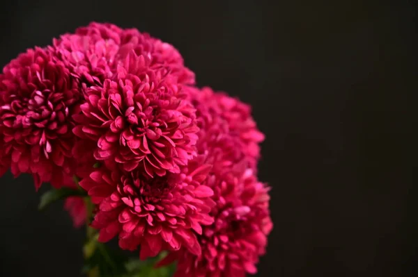 Beautiful Pink Chrysantemum Flowers Dark Background — Stock Photo, Image