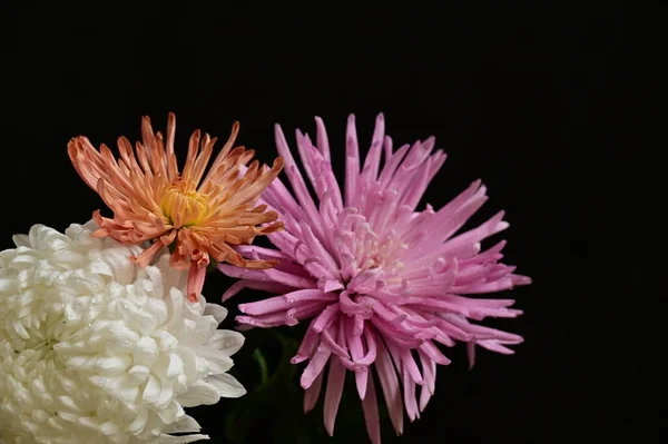 Gyönyörű Krizantém Virágok Közelről — Stock Fotó