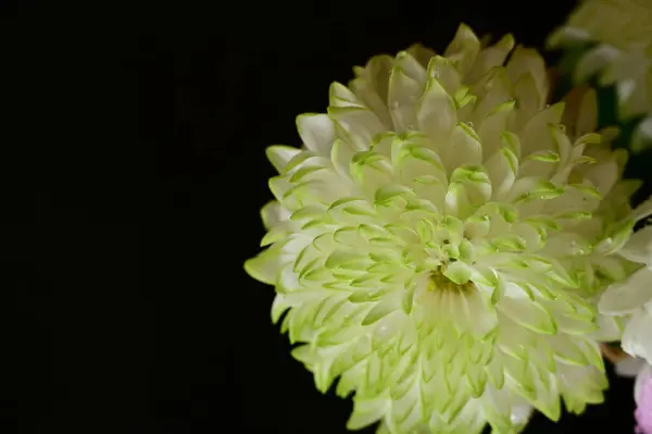 暗い背景の美しい菊の花 — ストック写真