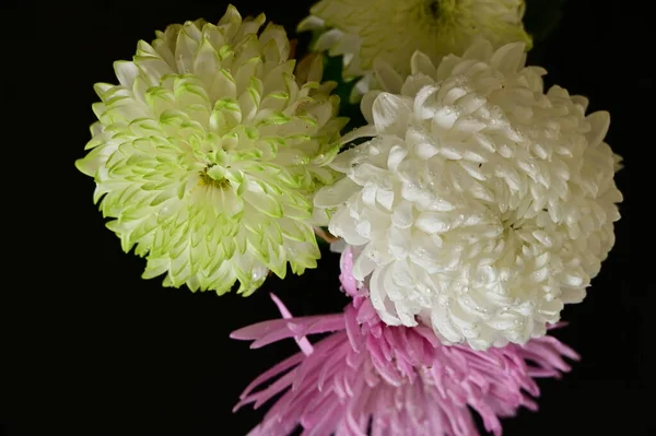 Красиві Квіти Хризантем Крупним Планом — стокове фото
