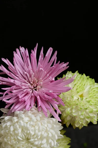 Hermosas Flores Crisantemo Cerca — Foto de Stock