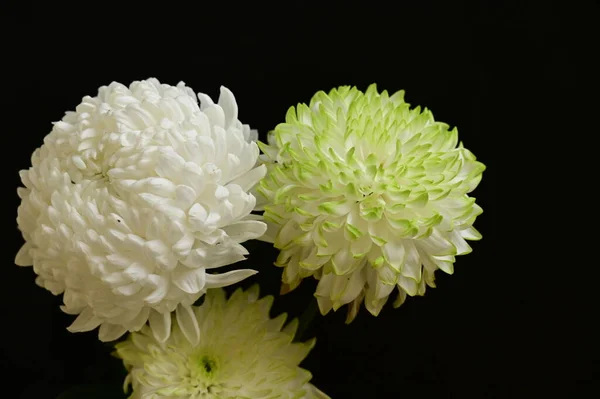 Mooie Chrysant Bloemen Donkere Achtergrond — Stockfoto