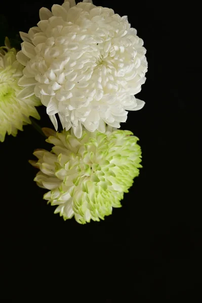 Belles Fleurs Chrysantemum Sur Fond Sombre — Photo