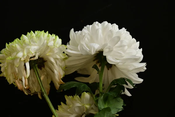 Hermosas Flores Crisantemo Sobre Fondo Oscuro — Foto de Stock