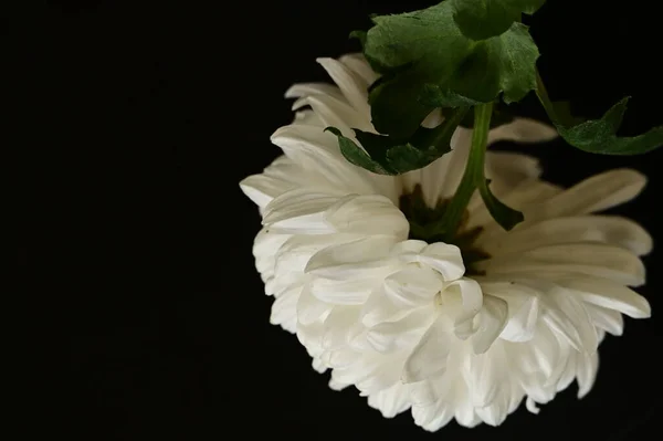 Krásný Bílý Chrysantemum Květ Tmavém Pozadí — Stock fotografie