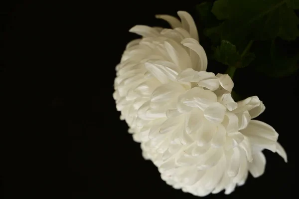 Όμορφο Λευκό Χρυσάνθεμα Λουλούδι Στο Σκούρο Φόντο — Φωτογραφία Αρχείου