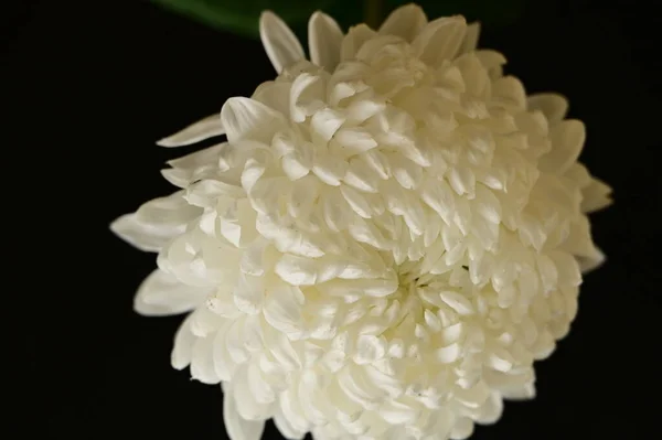 暗い背景の美しい白い菊の花 — ストック写真