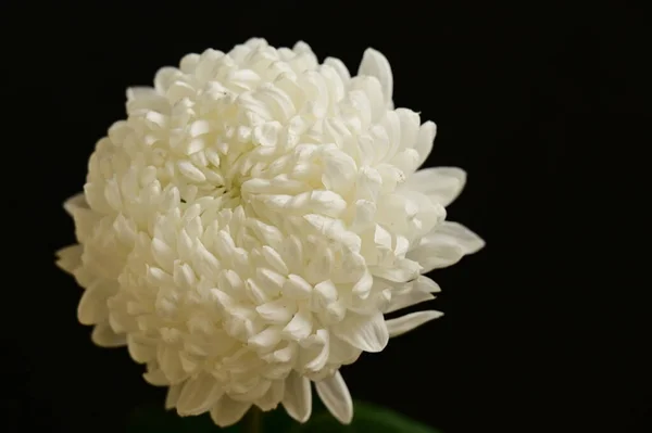 Schöne Weiße Chrysantemum Blume Auf Dem Dunklen Hintergrund — Stockfoto