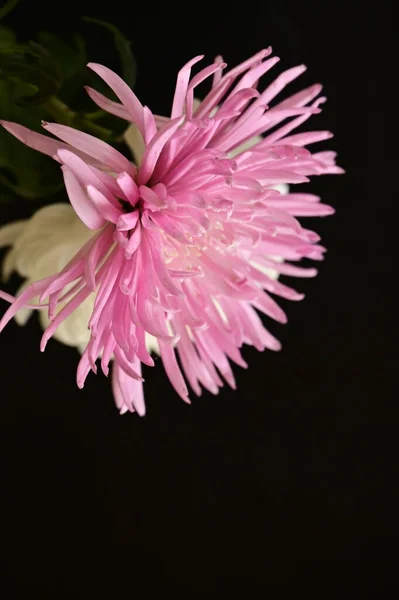 Primer Plano Hermosa Flor Crisantemo — Foto de Stock