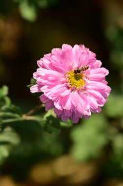 Bahçede yetişen güzel pembe çiçeklerin üzerinde oturan arı.