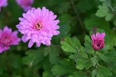 bahçede büyüyen güzel pembe çiçekler