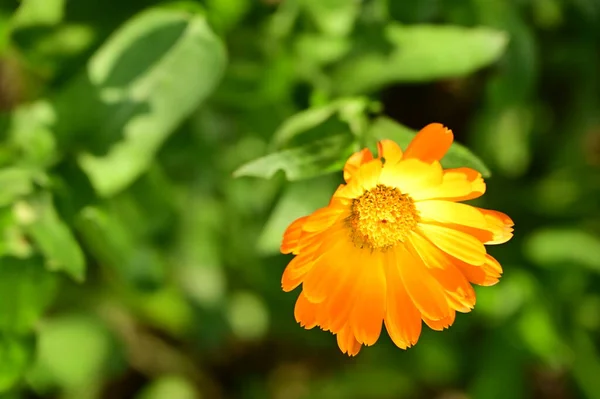 Όμορφα Πορτοκαλί Λουλούδια Που Αναπτύσσονται Στον Κήπο — Φωτογραφία Αρχείου