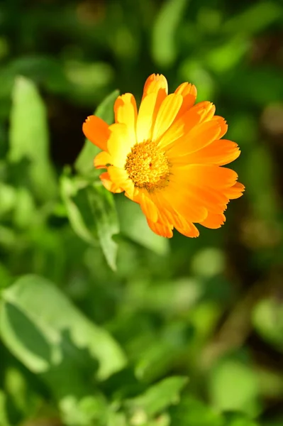 花园里长着美丽的橙花 — 图库照片