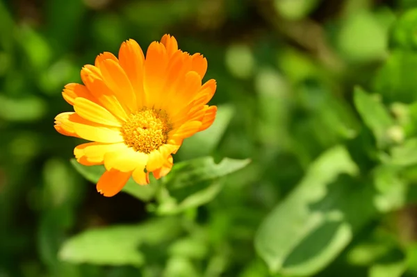 Mooie Oranje Bloemen Groeien Tuin — Stockfoto