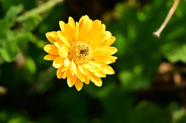 Flori Galbene Frumoase Care Cresc Grădină — Fotografie, imagine de stoc