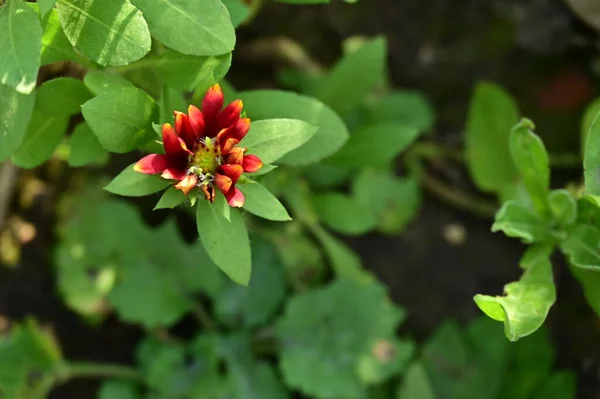 Schöne Rote Blumen Die Garten Wachsen — Stockfoto